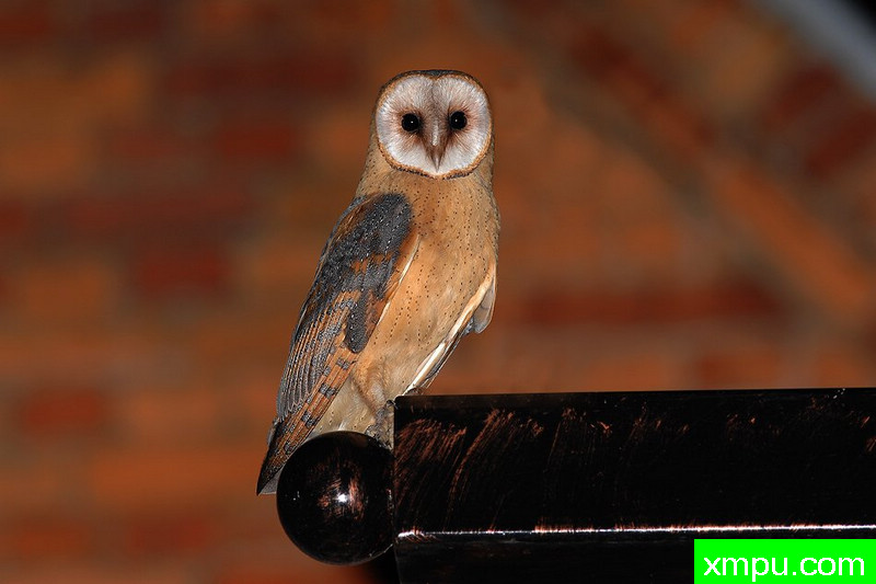 草鸮----野外摄影师尼克摄影作品系列