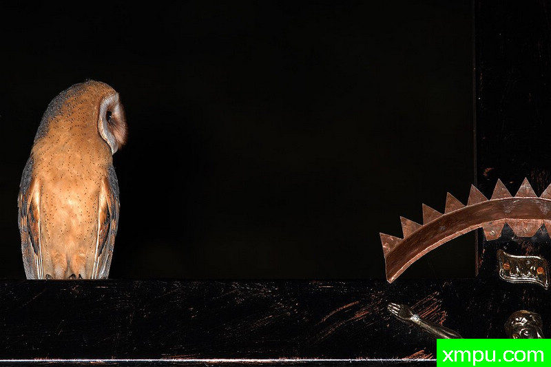 草鸮----野外摄影师尼克摄影作品系列