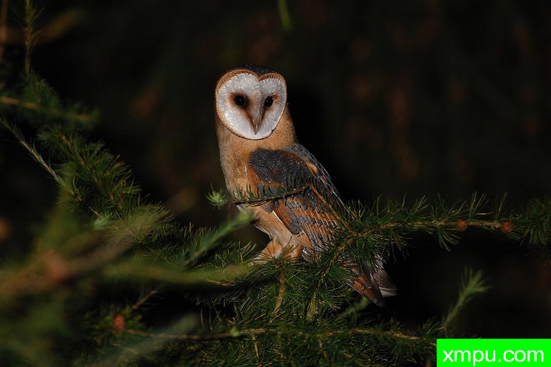 草鸮----野外摄影师尼克摄影作品系列