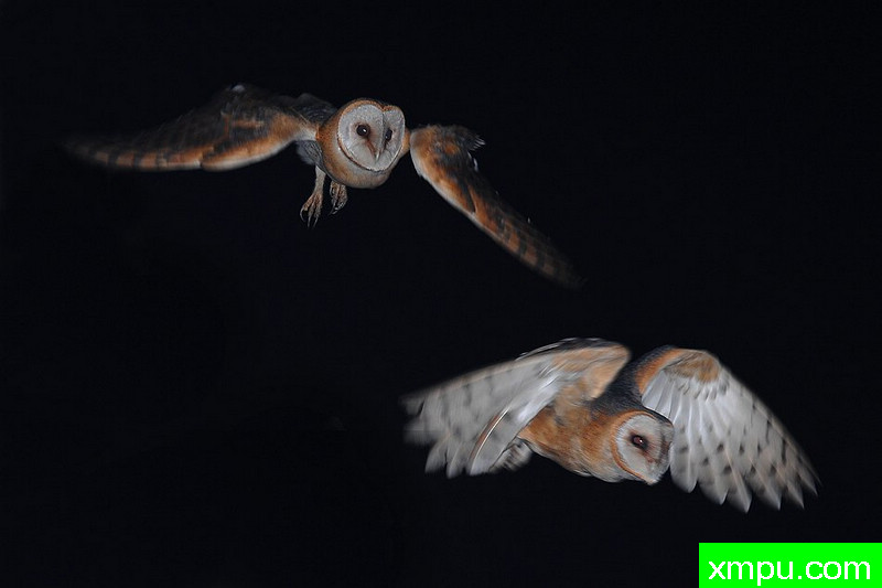 草鸮----野外摄影师尼克摄影作品系列