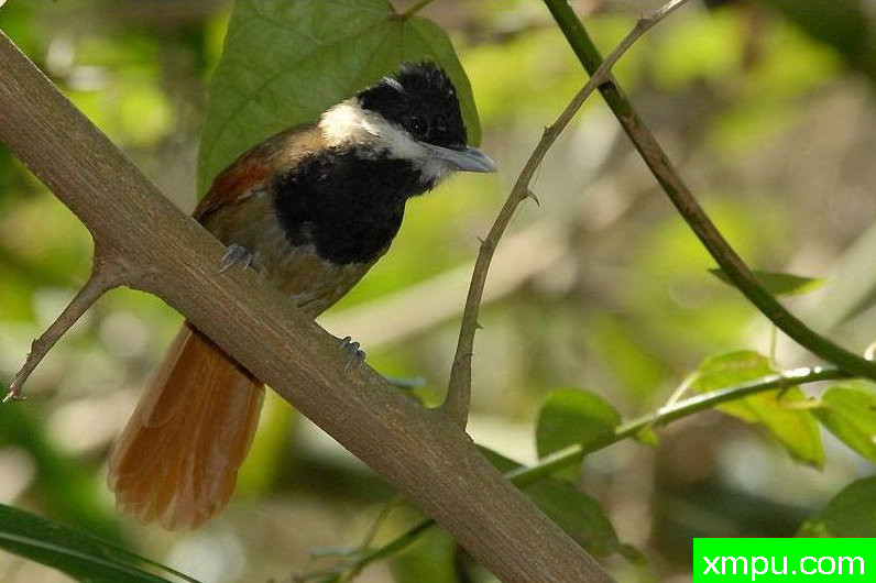 濒临灭绝的** **级鸟---聊天白雀【巴西】