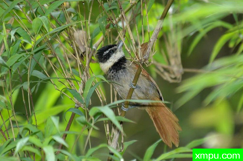 濒临灭绝的** **级鸟---聊天白雀【巴西】