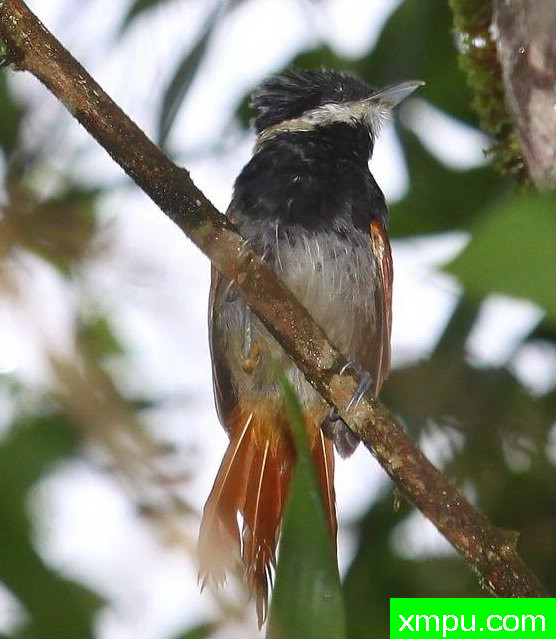 濒临灭绝的** **级鸟---聊天白雀【巴西】
