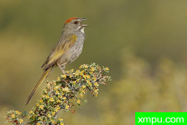 美国著名摄影大师布赖恩E.小作品系列之--红顶绿尾雀