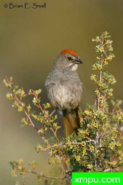 美国著名摄影大师布赖恩E.小作品系列之--红顶绿尾雀