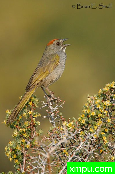 美国著名摄影大师布赖恩E.小作品系列之--红顶绿尾雀