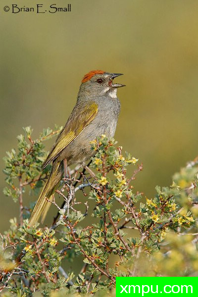 美国著名摄影大师布赖恩E.小作品系列之--红顶绿尾雀