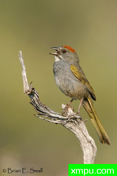 美国著名摄影大师布赖恩E.小作品系列之--红顶绿尾雀