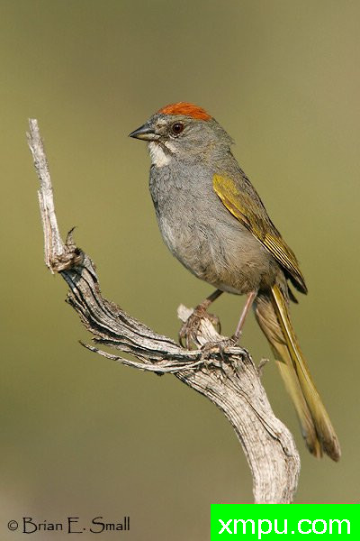 美国著名摄影大师布赖恩E.小作品系列之--红顶绿尾雀