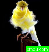 现代金丝雀流行色彩【组图】系列【四】