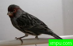 现代金丝雀流行色彩【组图】系列【四】