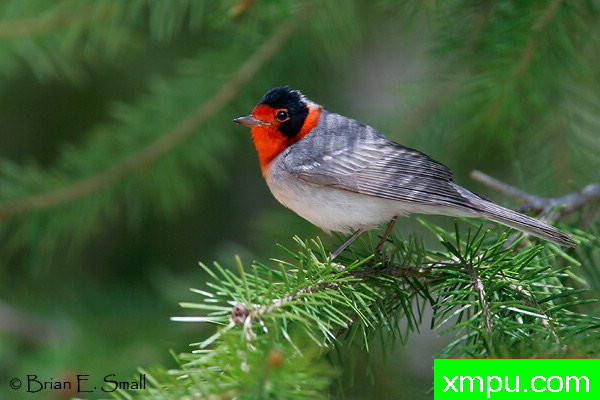 红面莺--著名摄影大师布赖恩E.小【美国】作品系列之