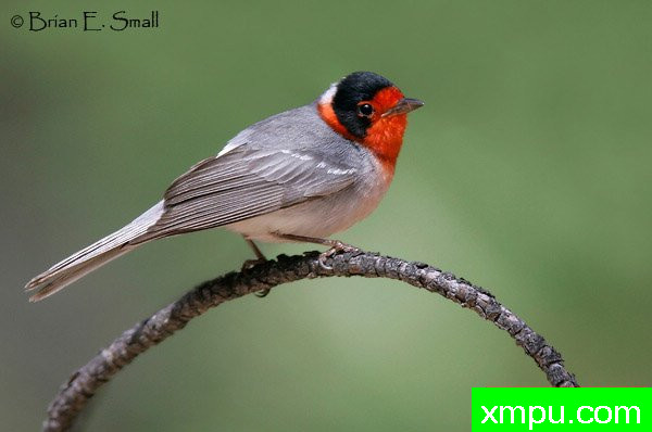 红面莺--著名摄影大师布赖恩E.小【美国】作品系列之