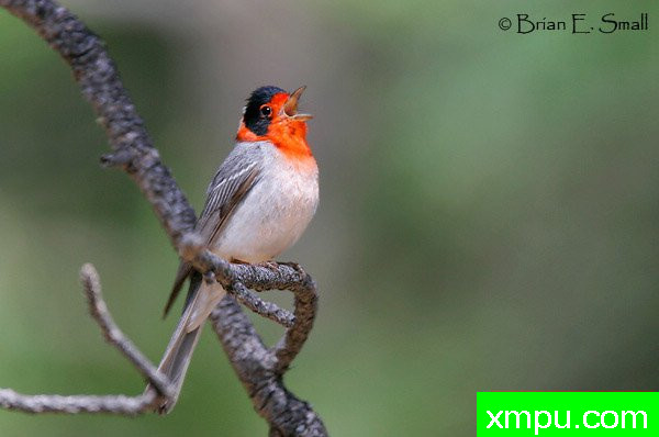 红面莺--著名摄影大师布赖恩E.小【美国】作品系列之
