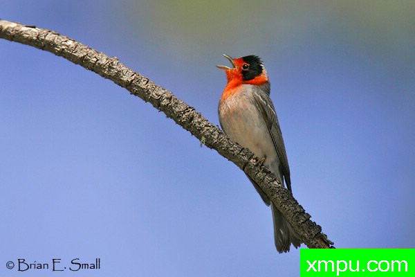 红面莺--著名摄影大师布赖恩E.小【美国】作品系列之