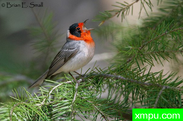 红面莺--著名摄影大师布赖恩E.小【美国】作品系列之