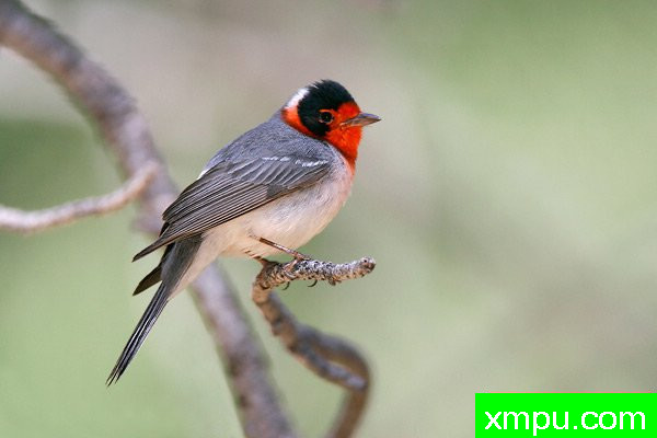 红面莺--著名摄影大师布赖恩E.小【美国】作品系列之