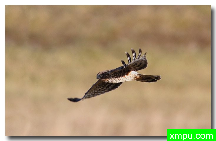 北鹞---自然摄影师安德森自然和野生动物摄影