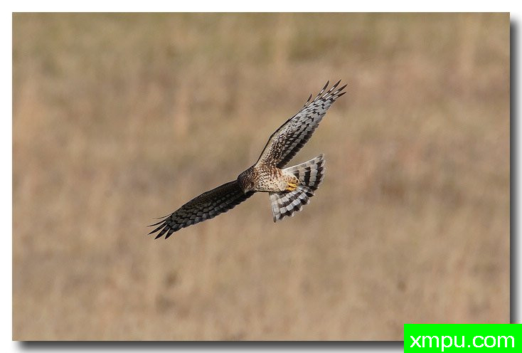 北鹞---自然摄影师安德森自然和野生动物摄影