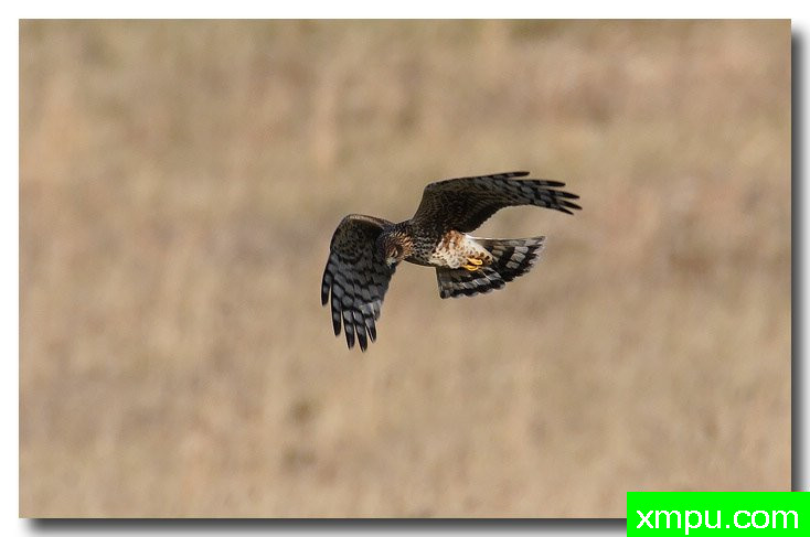 北鹞---自然摄影师安德森自然和野生动物摄影