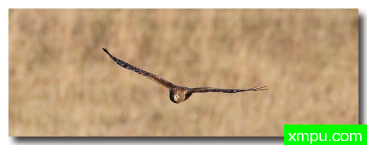 北鹞---自然摄影师安德森自然和野生动物摄影