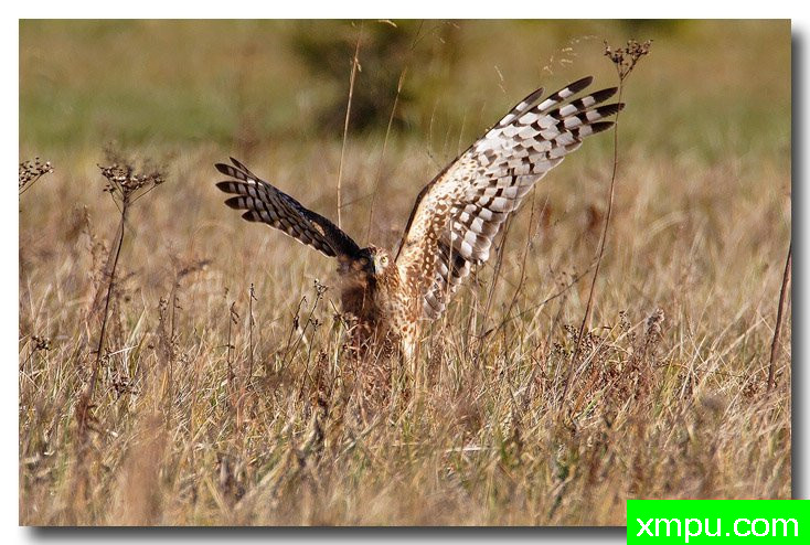 北鹞---自然摄影师安德森自然和野生动物摄影