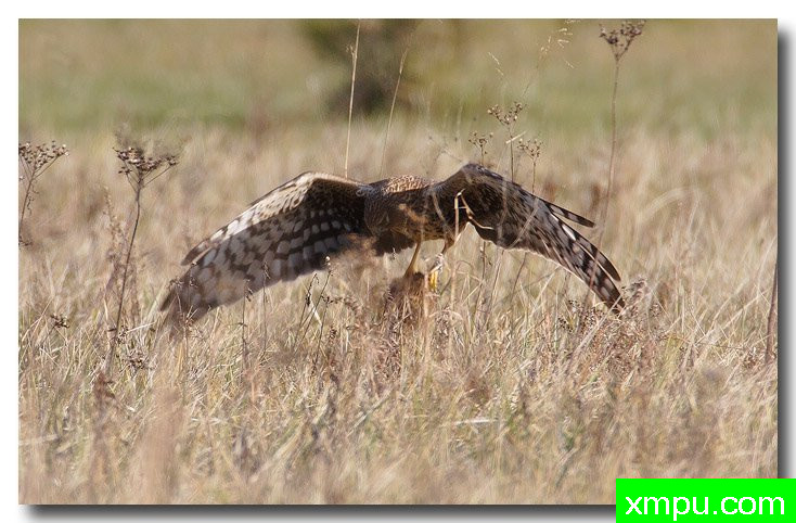北鹞---自然摄影师安德森自然和野生动物摄影