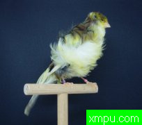 现代金丝雀流行色彩【组图】[三]