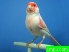 现代金丝雀流行色彩【组图】[三]