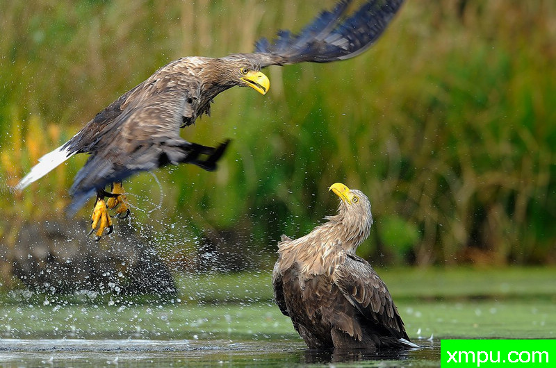 海雕--野外摄影师尼克摄影作品系列