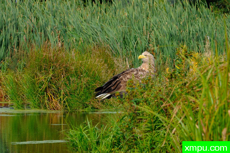 海雕--野外摄影师尼克摄影作品系列
