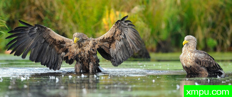 海雕--野外摄影师尼克摄影作品系列