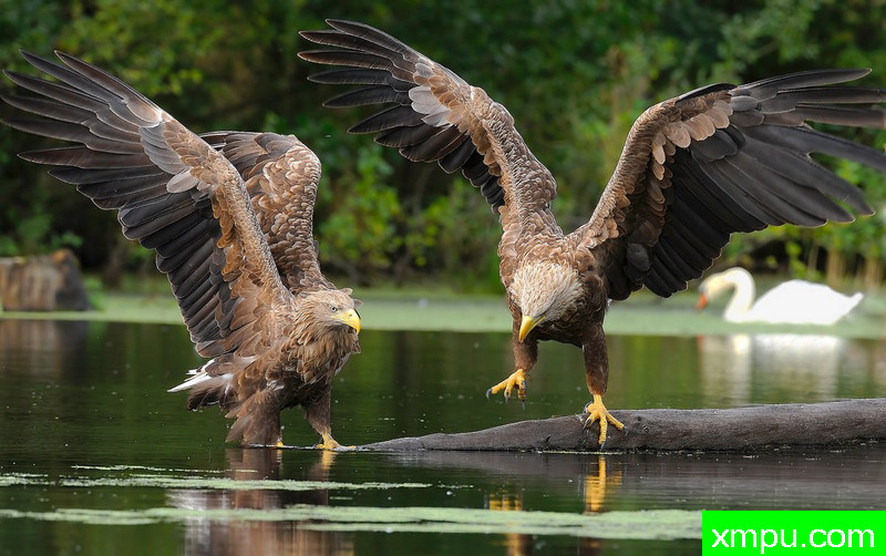 海雕--野外摄影师尼克摄影作品系列