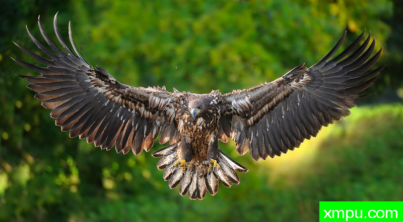 海雕--野外摄影师尼克摄影作品系列