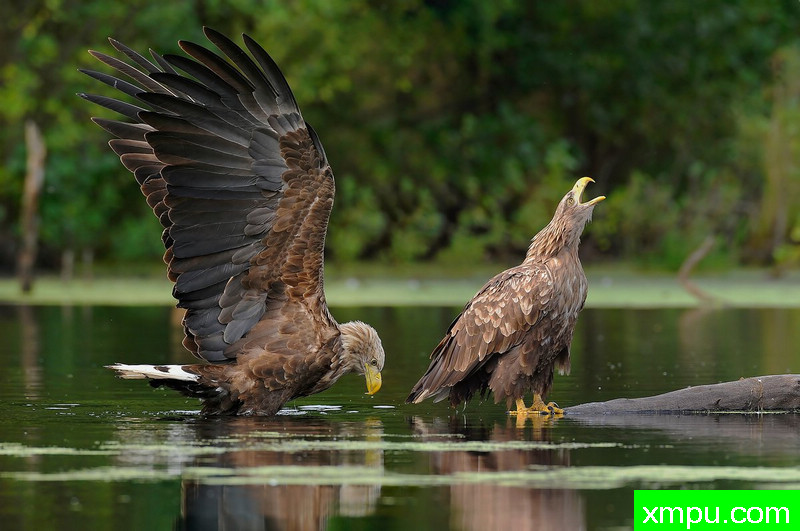 海雕--野外摄影师尼克摄影作品系列