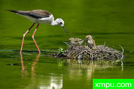 摄影艺术家： 亚历山德罗特尔西的作品展【美国】--生命