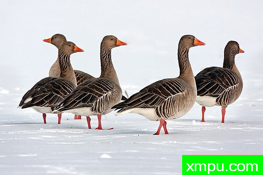 摄影艺术家： 亚历山德罗特尔西的作品展【美国】--生命