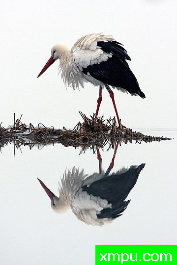 摄影艺术家： 亚历山德罗特尔西的作品展【美国】--生命