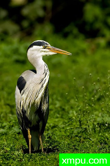 摄影艺术家： 亚历山德罗特尔西的作品展【美国】--生命