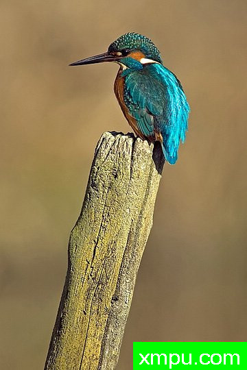 摄影艺术家： 亚历山德罗特尔西的作品展【美国】--生命