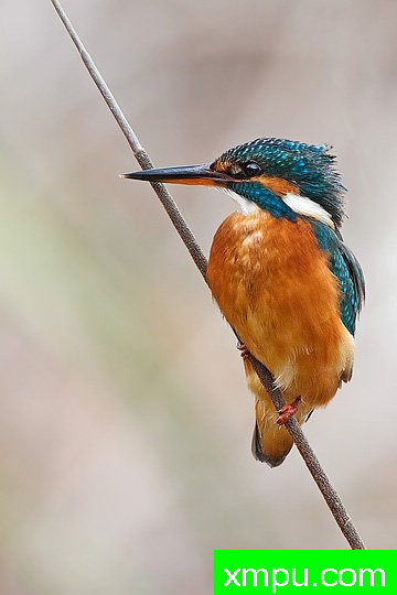 摄影艺术家： 亚历山德罗特尔西的作品展【美国】--生命