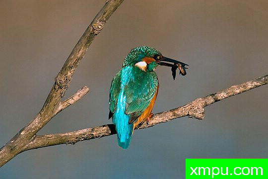 摄影艺术家： 亚历山德罗特尔西的作品展【美国】--生命