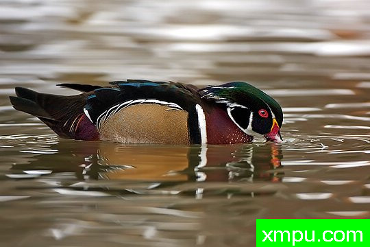 摄影艺术家： 亚历山德罗特尔西的作品展【美国】--生命