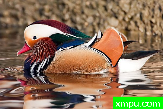 摄影艺术家： 亚历山德罗特尔西的作品展【美国】--生命