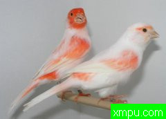 金丝雀---培育新品杂交大师伯纳德【法国】作品