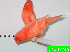 金丝雀---培育新品杂交大师伯纳德【法国】作品