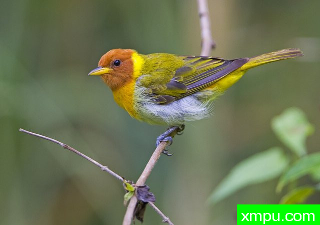 棕头金翅雀【巴西】