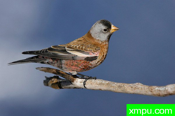 玫瑰色灰冠雀--美国著名摄影大师布赖恩E.小作品系列