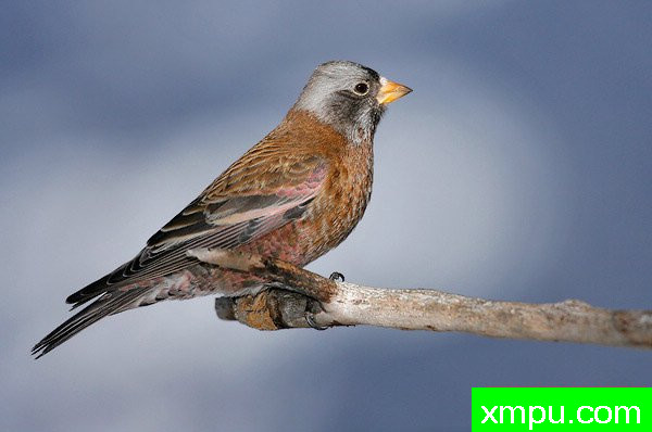 玫瑰色灰冠雀--美国著名摄影大师布赖恩E.小作品系列