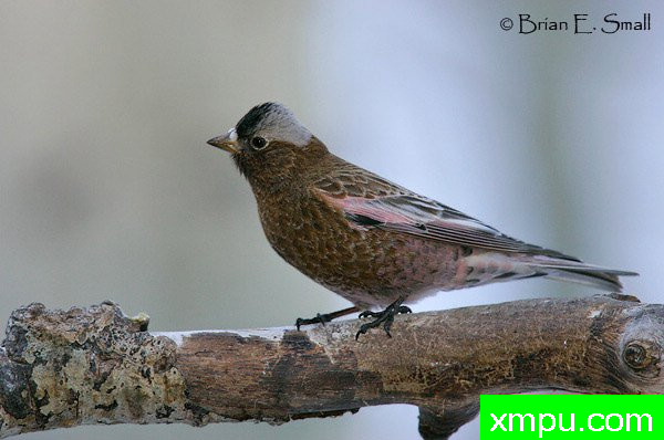 玫瑰色灰冠雀--美国著名摄影大师布赖恩E.小作品系列